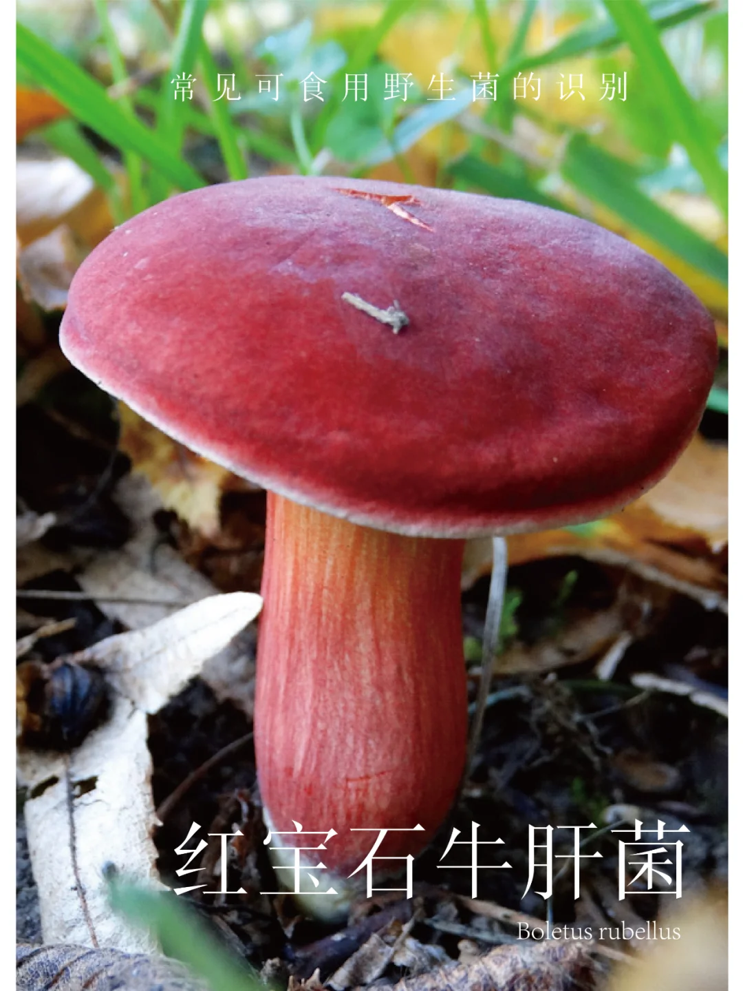 常见可食用野生菌的识别 | 红宝石牛肝菌