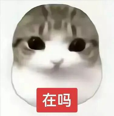 小猫实用版表情包
