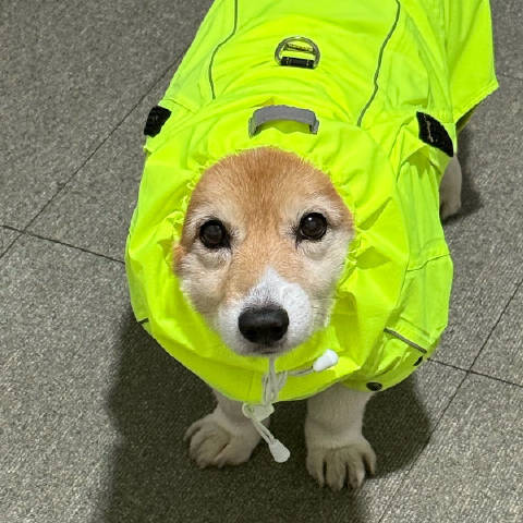 兔子聊娱乐