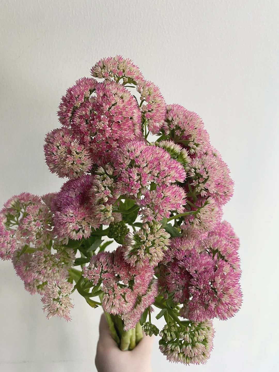 带你每天认识一种花材152｜八宝景天