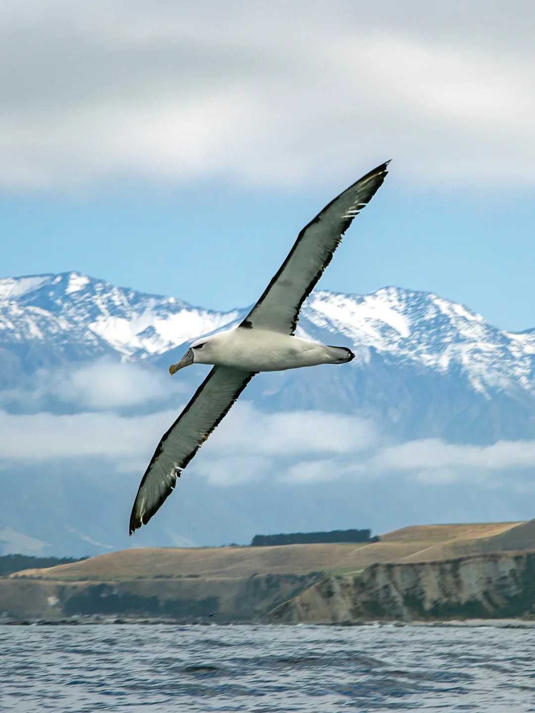 用一张白顶信天翁庆祝我的6周年了！