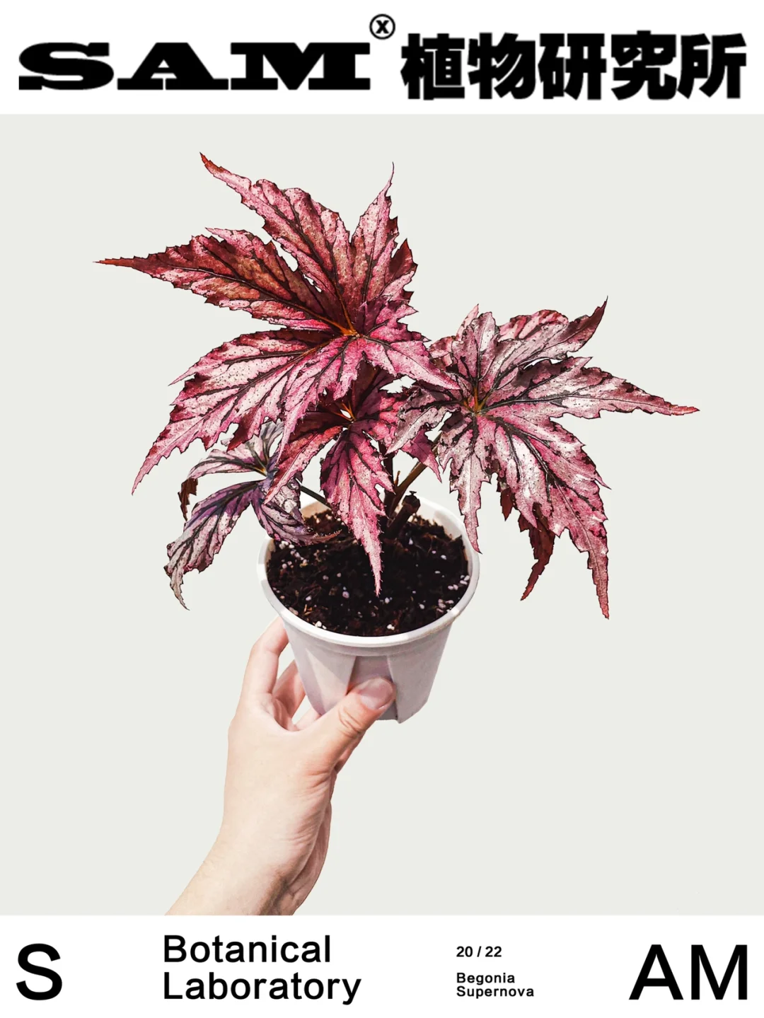 超新星秋海棠｜Begonia Supernova