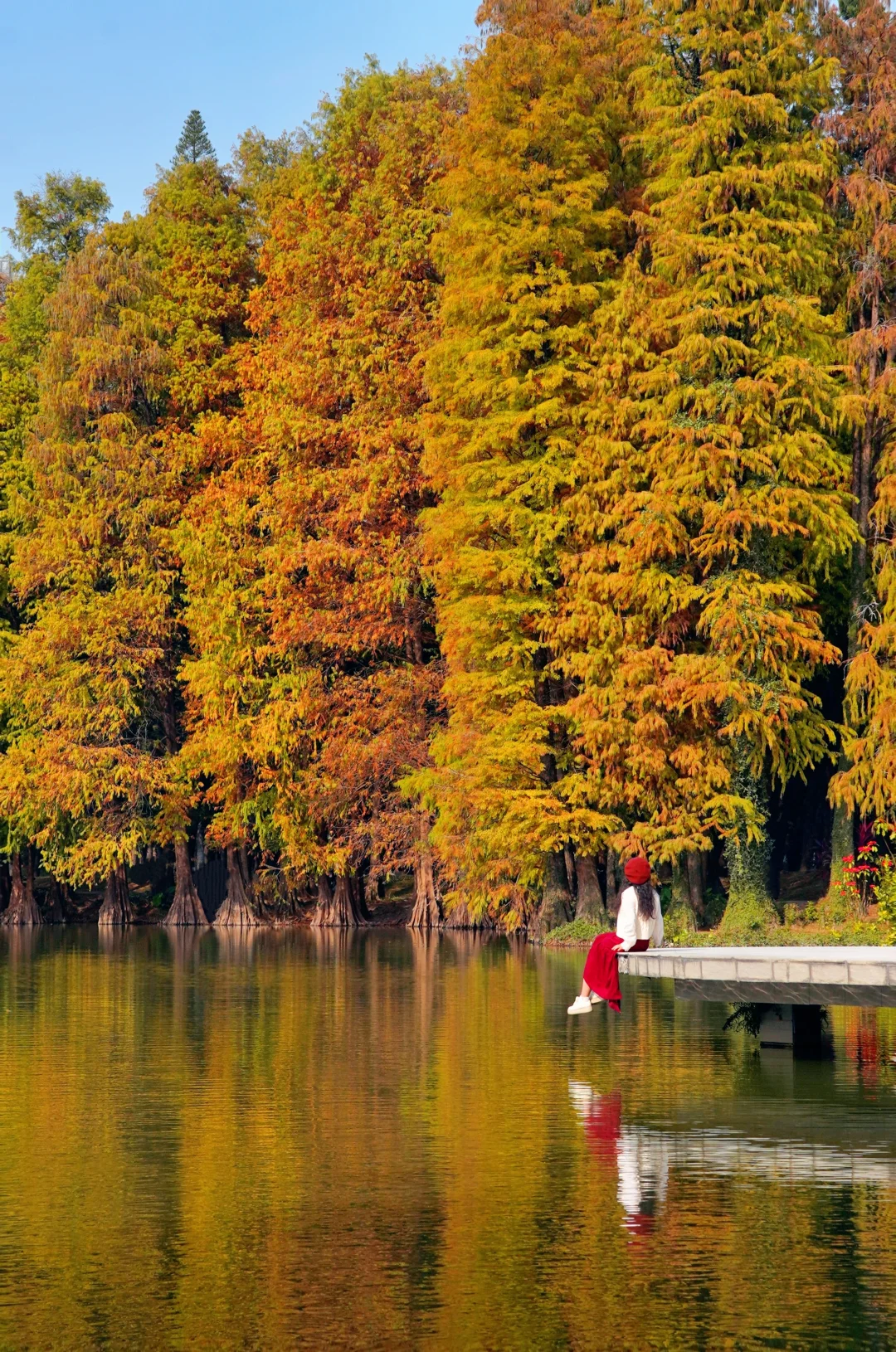12.29实拍！秋冬的华南植物园美得像油画