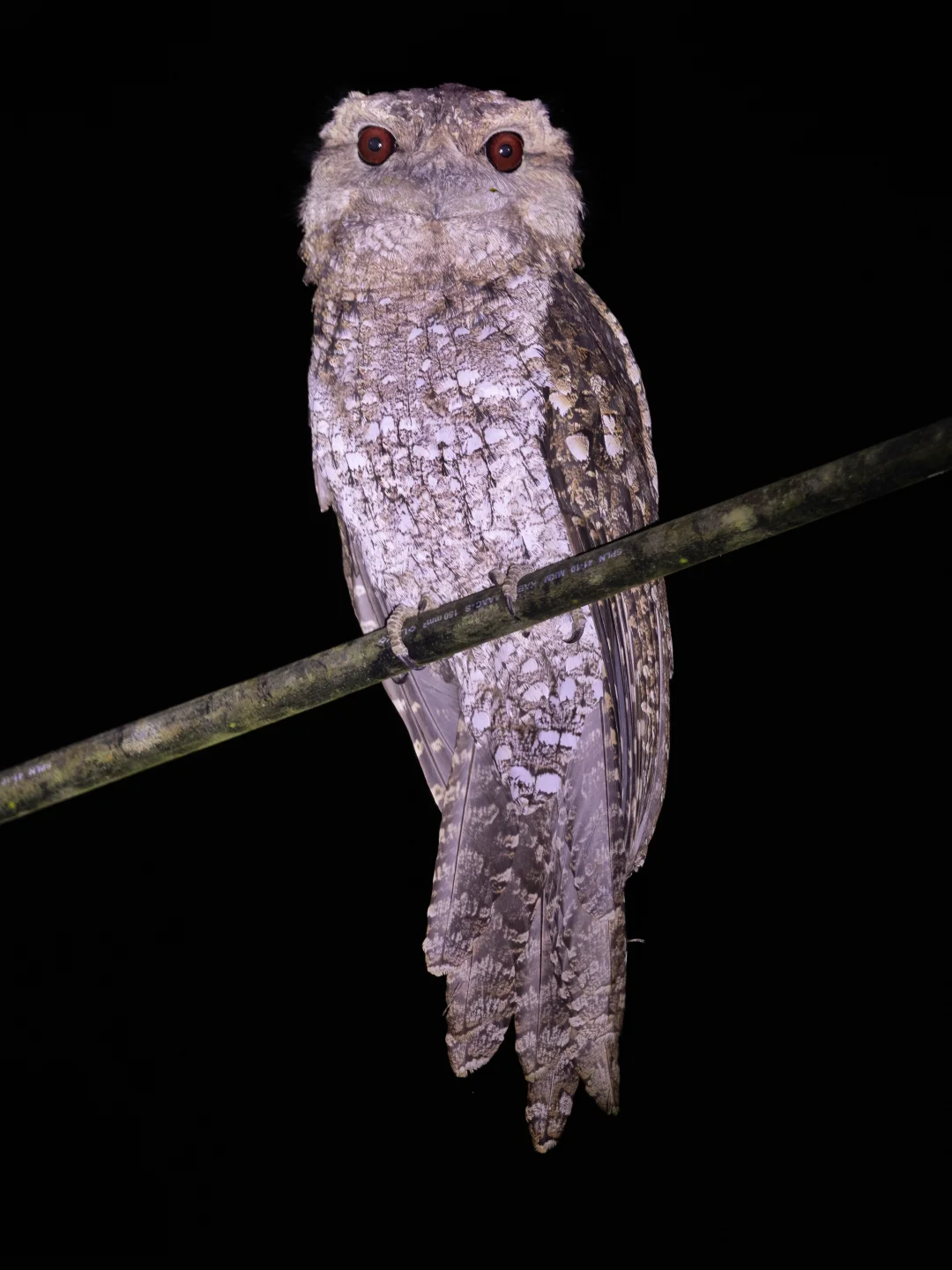 深夜里的大嘴怪兽：巴布亚蛙口夜鹰(蟆口鸱)