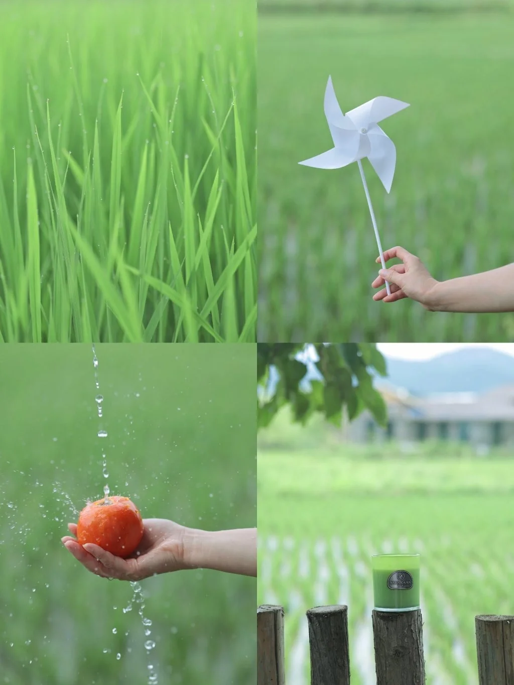 治愈小森林调色🌿夏天用这个滤镜太绝了❗