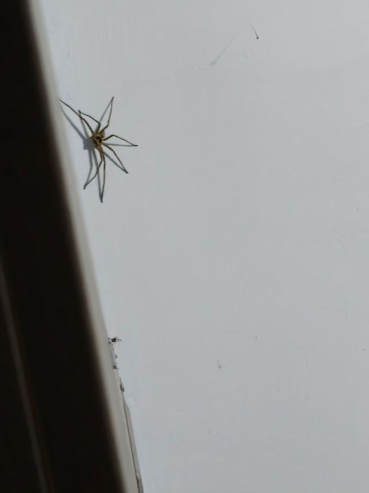 未知生物入侵