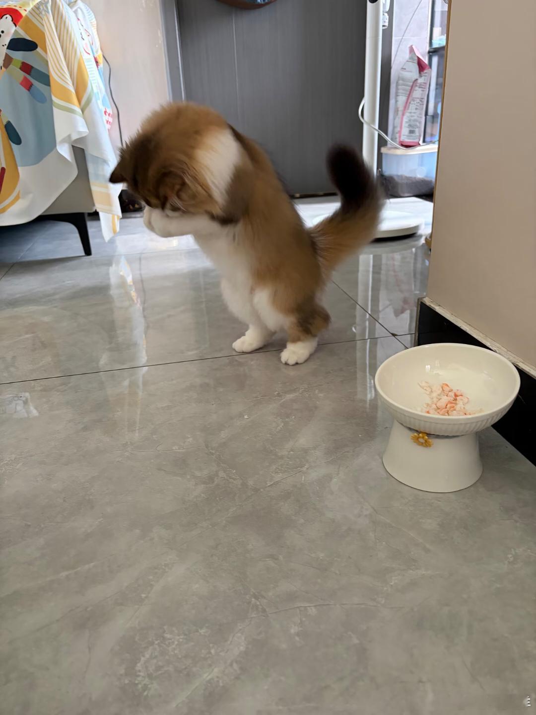 #丞意相伴圈住宠爱#家里两只猫的干饭名场面，真的每天都能给我笑晕！
 
一只主打沉浸式暴风吸入，脑袋直接扎进碗里，连耳朵尾巴都在用力，恨不得整只猫都埋进饭里，主打一个干饭绝不抬头；

另一只就精致多了，吃完乖乖坐好，抬爪洗脸舔毛一套流程行云流水，主打一个优雅收尾，仪式感直接拉满。
 
猫狗 ​