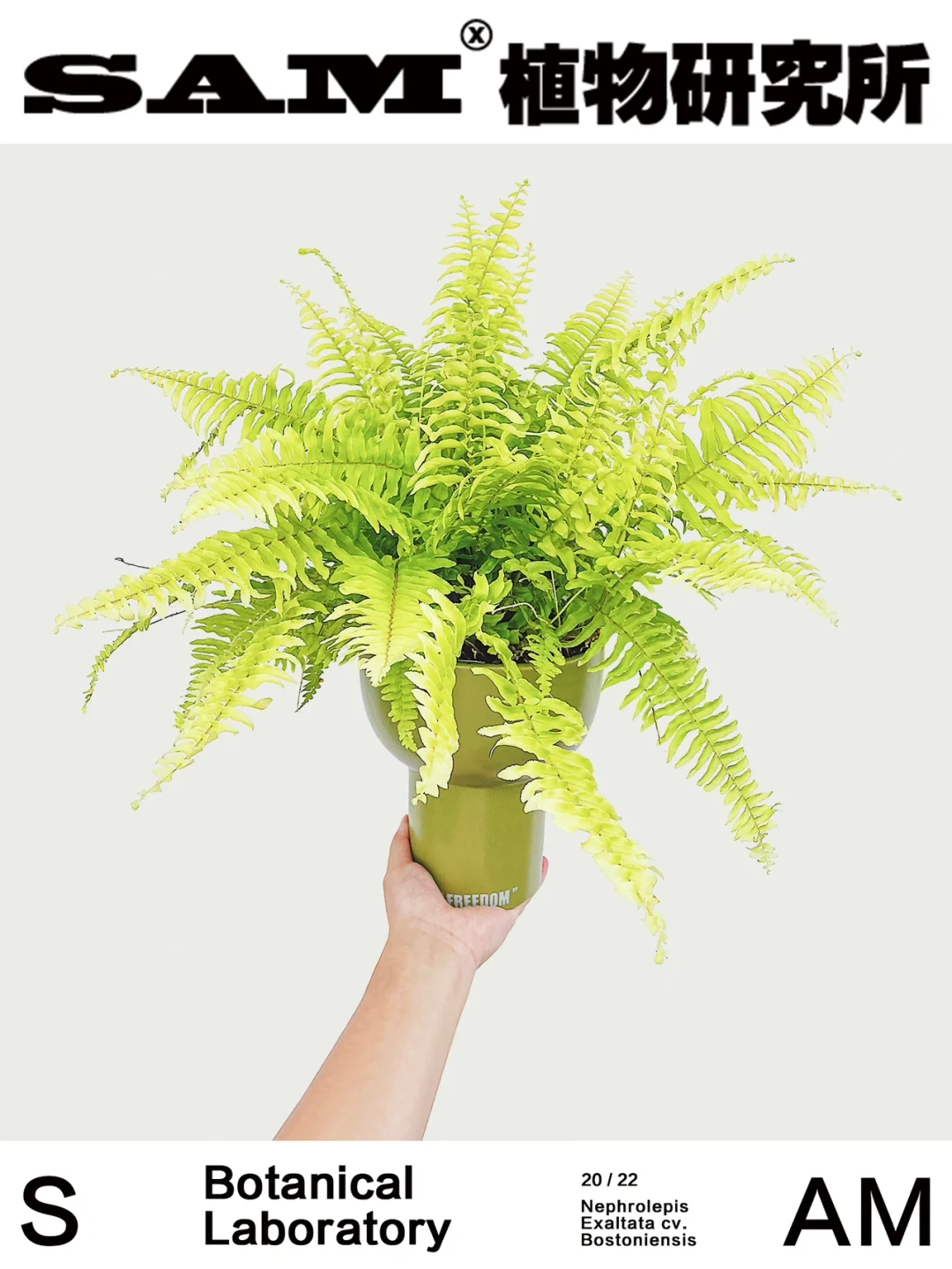 金叶波士顿蕨｜Nephrolepis Exaltata Cv.