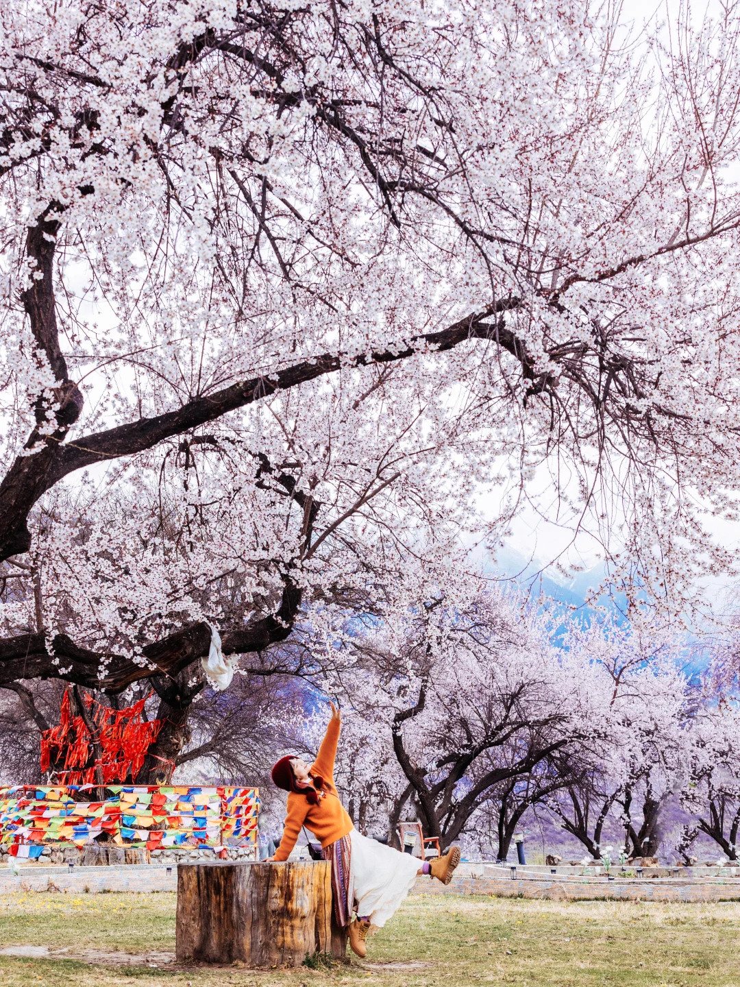 林芝真的很普通…也就看了100次而已❗❗