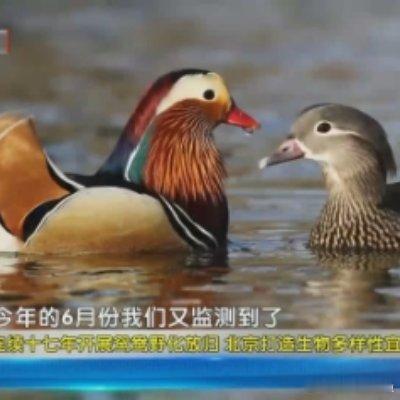 《美丽北京》20260804连续十七年开展鸳鸯野化放归 北京打造生物多样性宜居栖息地 ​