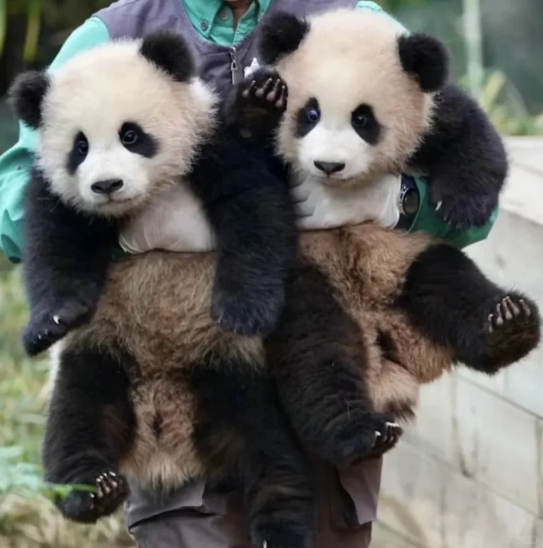 熊猫崽崽真的好可爱🐼