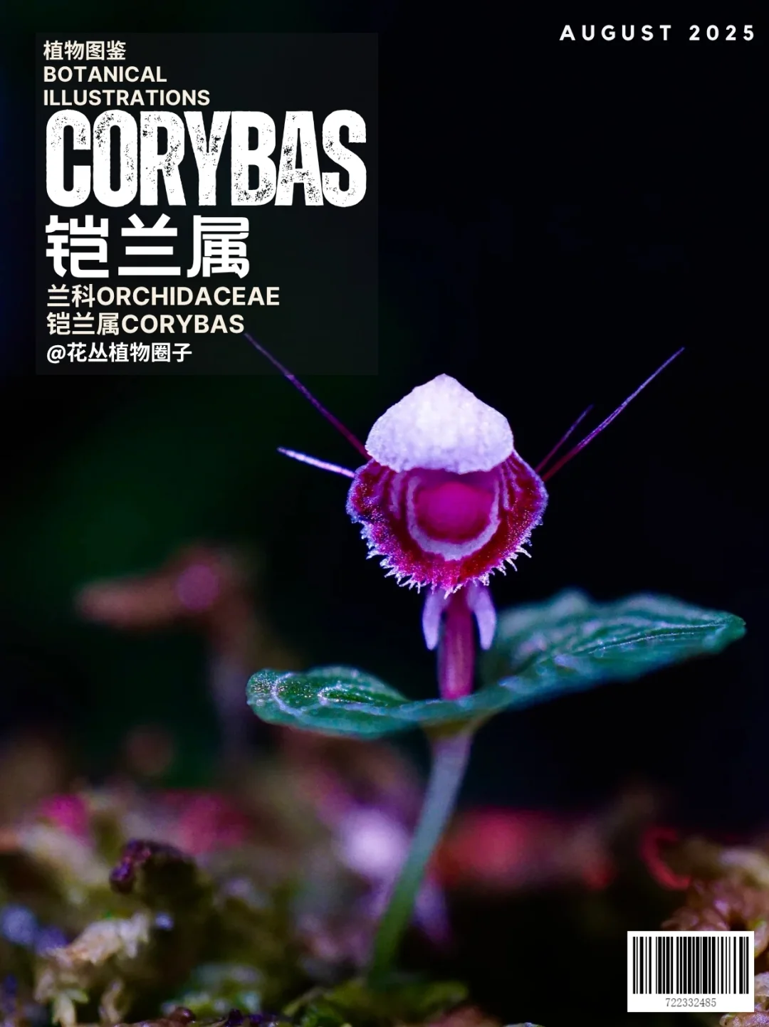 铠兰属Corybas