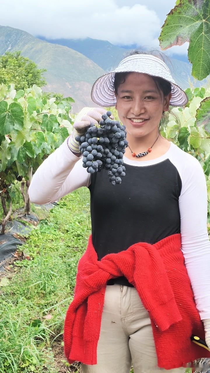 2026石榴花开籽籽同心  🔻大家看看劳动人民的美这里是西藏昌都芒康县的曲孜卡乡 🔻西藏还是有很多地区需要大力的发展交通——比如曲孜卡乡，这里属于干热河谷气候，气候非常类似于勃艮第，适合葡萄种植（——团座问这里的气候似乎接近髪国时又被当反动派了：群众说我们就是我们，为啥要像它们？）所以当地政府和企业一起投资，建立了葡萄产业、搞了一个中型的葡萄酒厂，除此之外也有好几个外地企业来投资建葡萄酒厂。🔻这样当地一些边边角角的土地，都能够用来建立葡萄园，因此农牧民🔻一是可以获得土地收入：自己不管把土地流转给葡萄酒厂是每亩2000元，自己按酒厂指导种植葡萄是每亩4000元；🔻二是可以到葡萄园工作——比如举着葡萄的这两位女同志，就是附近村子的。她们每天骑20分钟的摩托车就可以来葡萄园上班，主要负责摘葡萄，上午八点干到十二点，下午两点干到六点，中午午休和午饭都由酒厂负责，每天纯收入150元。🔻得益于在地工业化，大家的收入都在增加。🔻不过嘛，由于川藏铁路还没有通车，葡萄酒只能靠公路运到成...