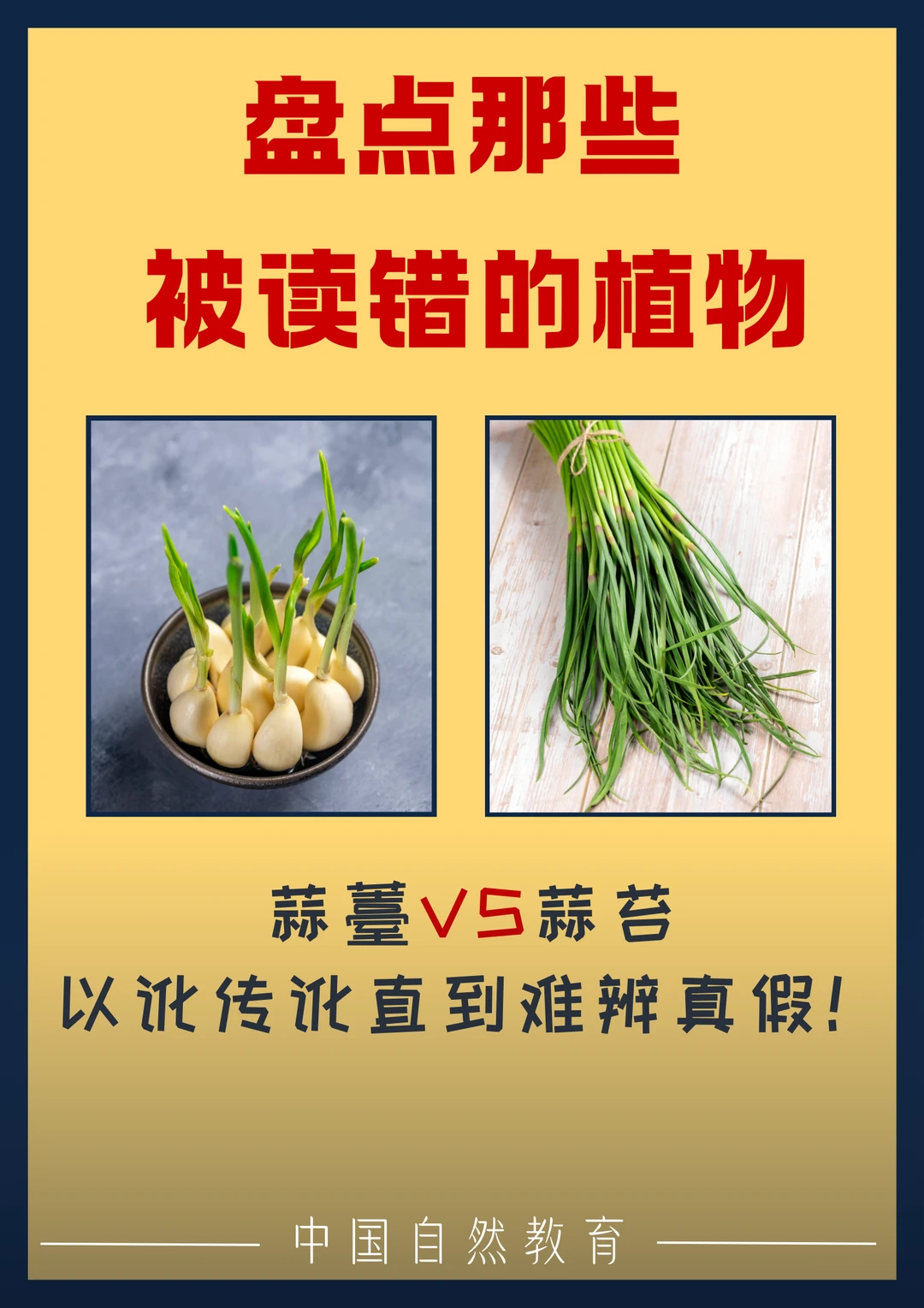 科普知识｜蒜薹VS蒜苔