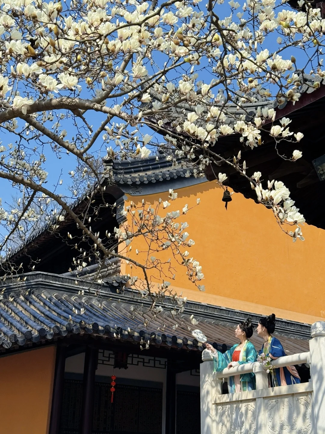 3.7号实拍！南京灵谷寺白玉兰已经杀疯了！！！！