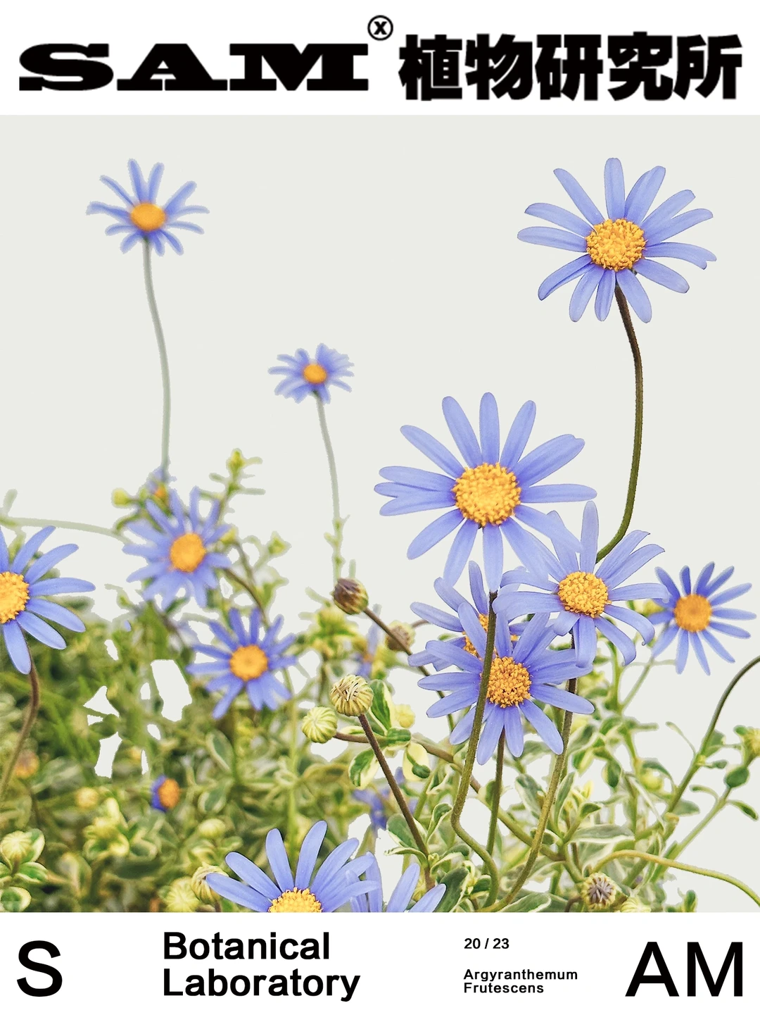 锦叶费利菊｜ Felicia Amelloides (L.) Vos