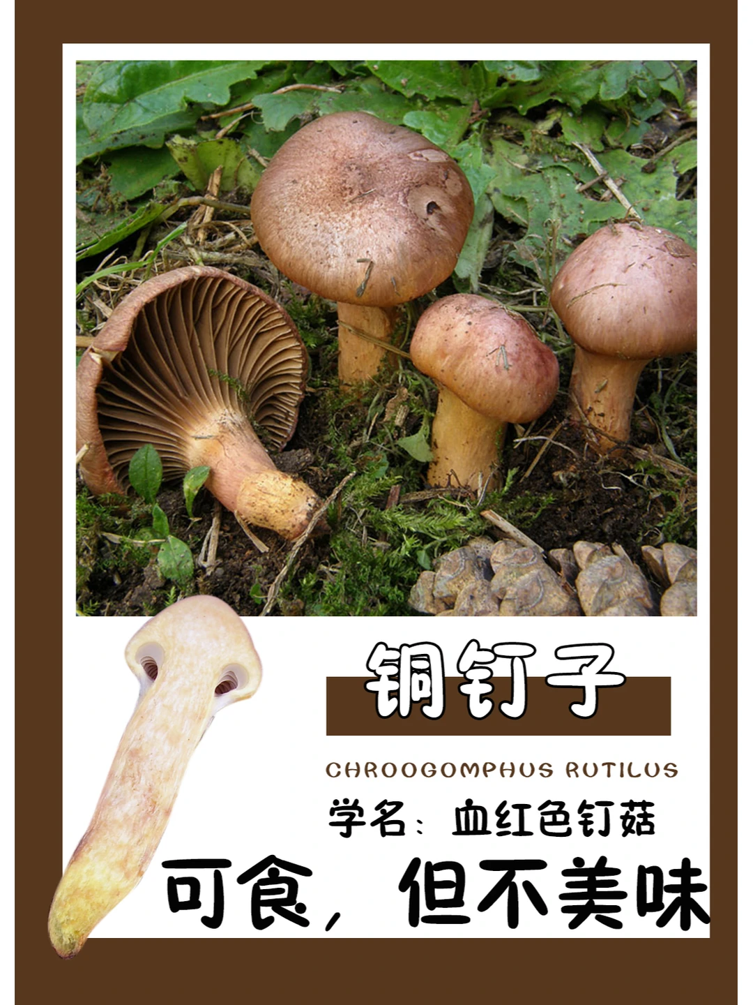 血红色钉菇，可食但是味道不好