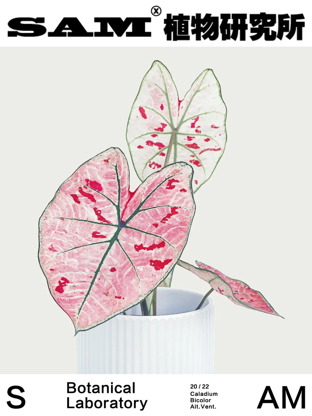 草莓之心｜Caladium Bicolor Ait. Vent.