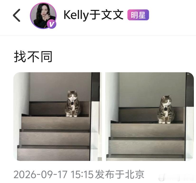 #想做于文文的猫# 
萌宠播主更新🧩

🍡：“找不同”

好萌一只我们新晋小卡车悟空[期待][期待][期待]

​