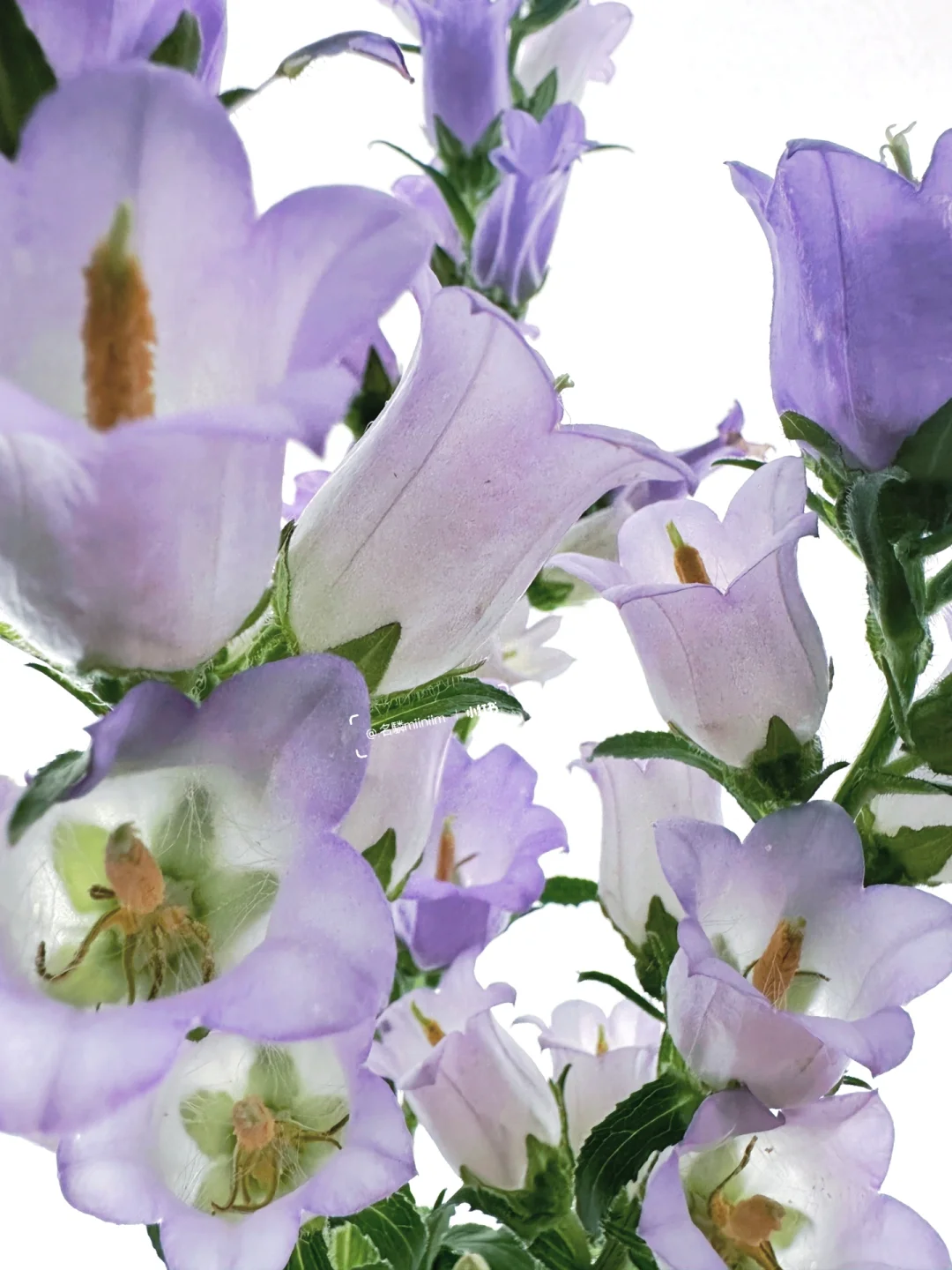 风铃草｜浅紫色的小小花朵里，都住着精灵