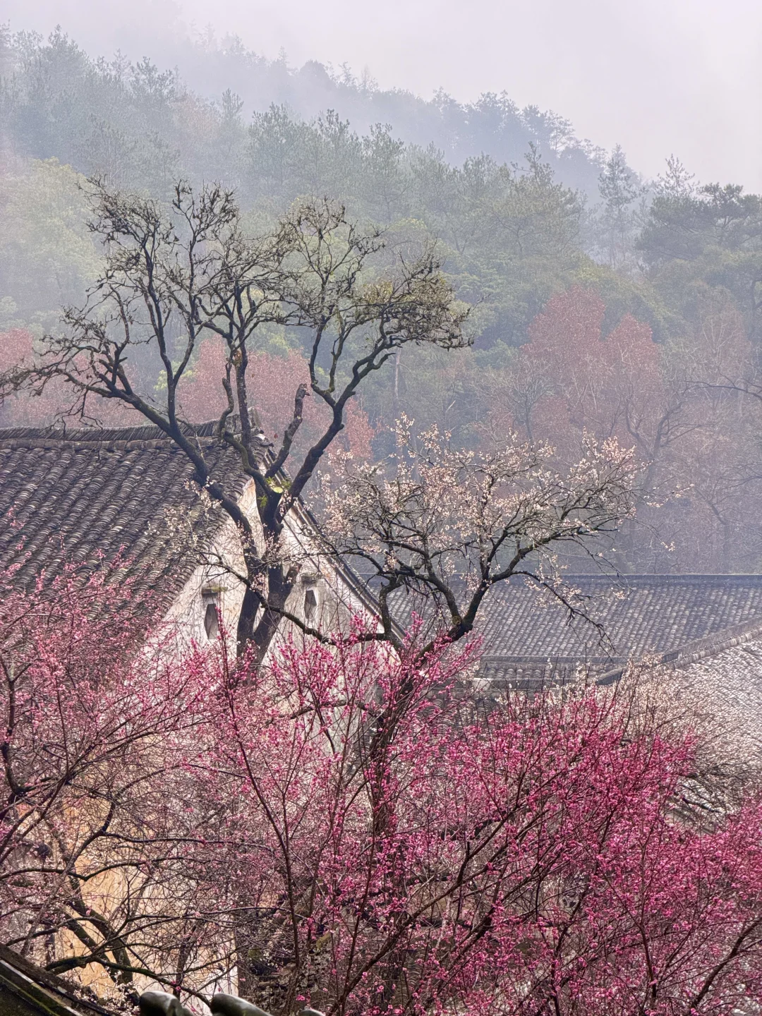 live｜国清寺的隋梅开了