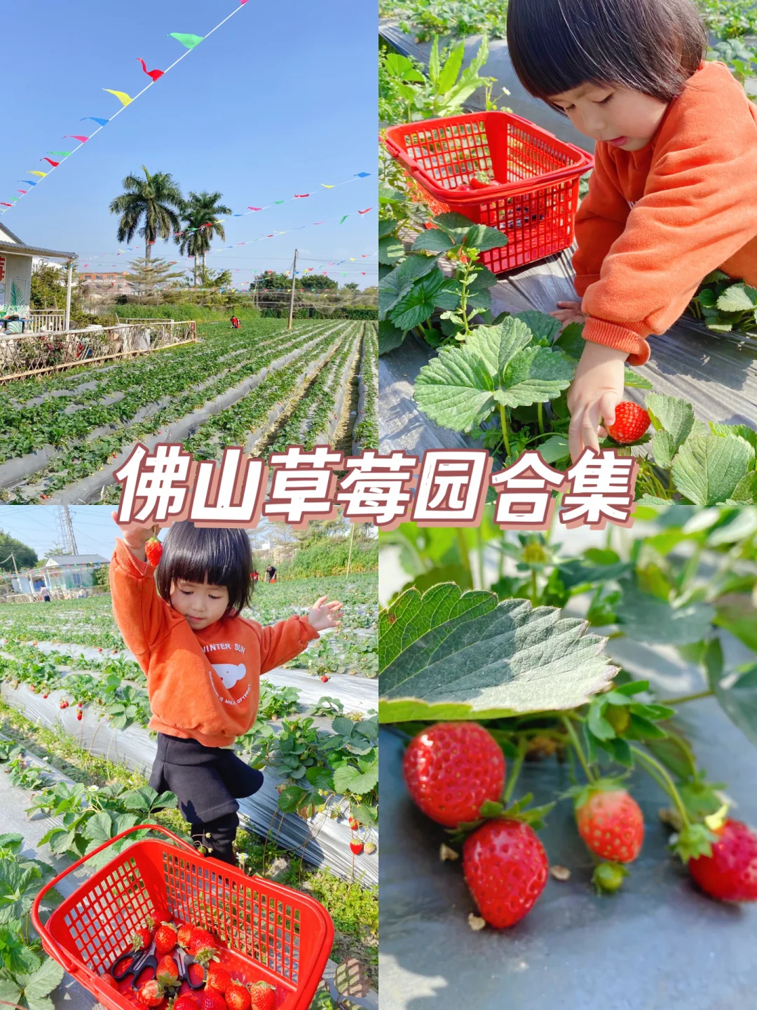 2023佛山各区最新草莓采摘攻略🍓赶紧收藏❗️