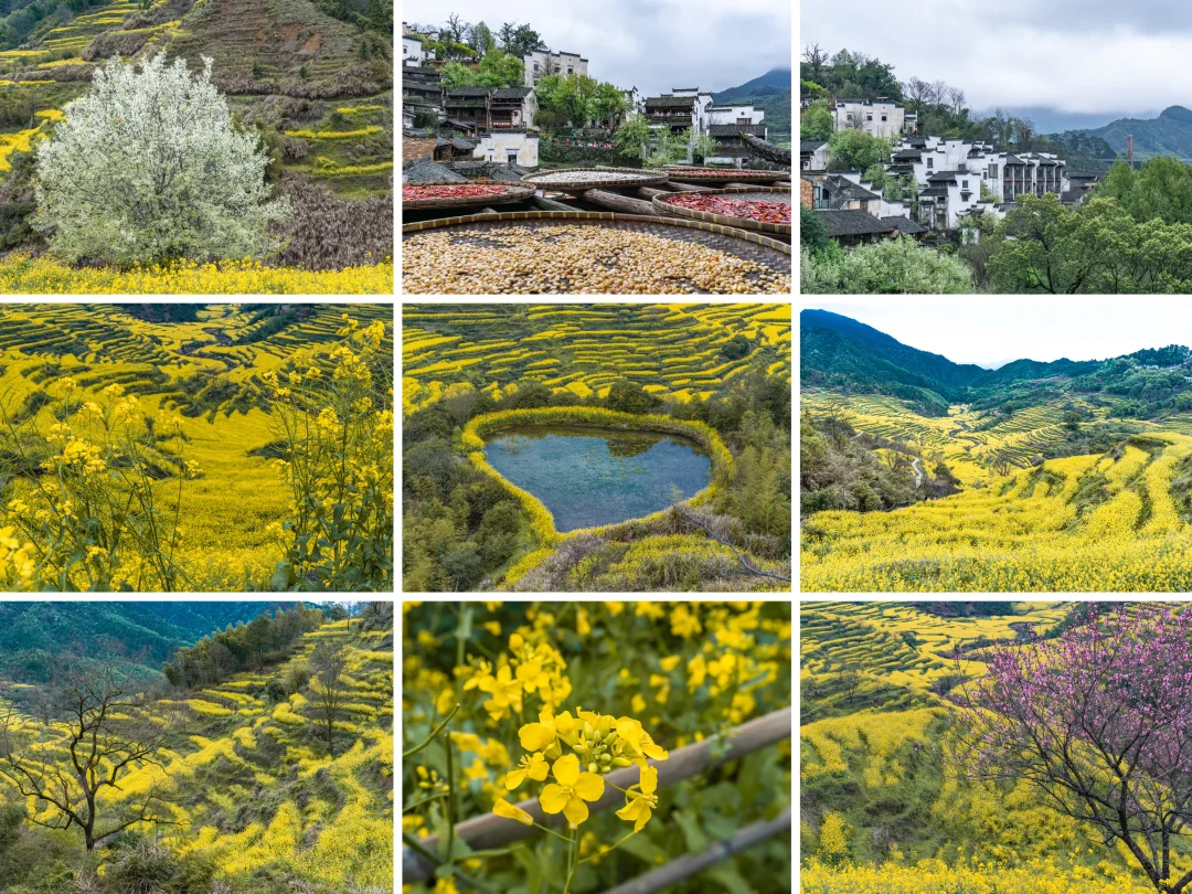 接下来的婺源是这样的