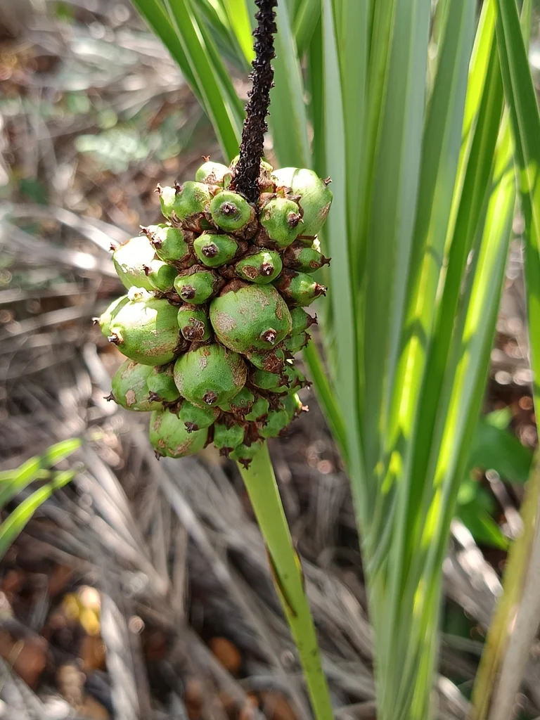 迷你小椰子～香花椰子属Allagoptera