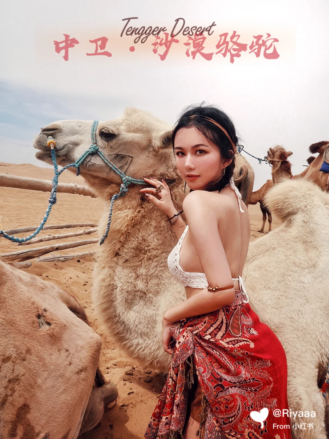 宁夏中卫腾格里沙漠一日游——沙漠骆驼🐫