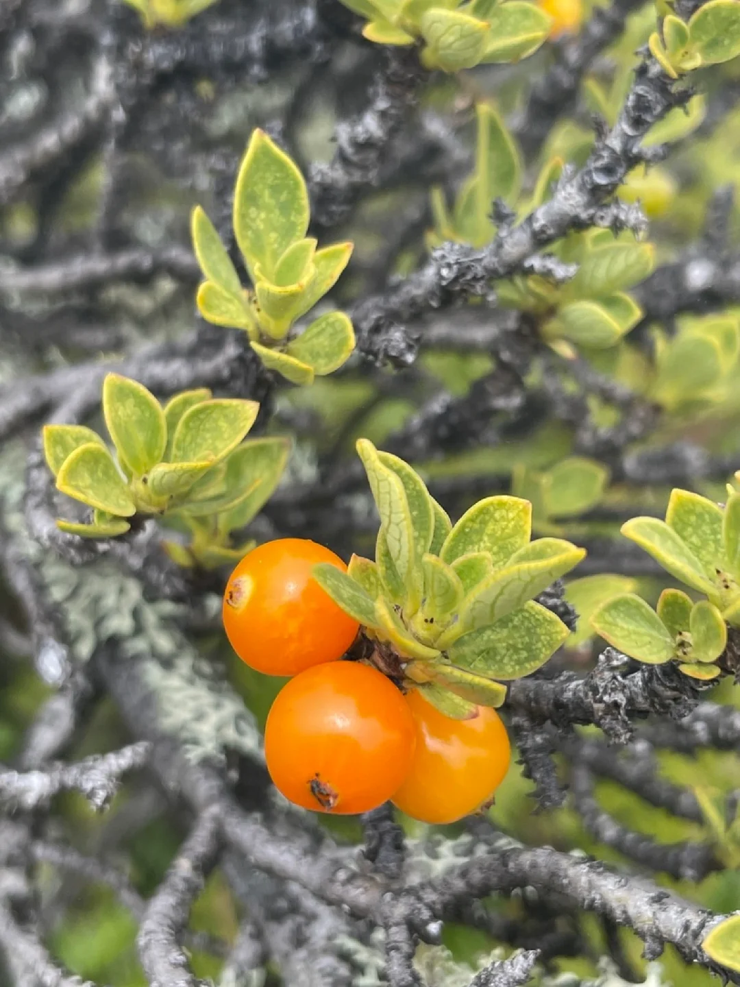 稀有浆果～山毛藤 Coprosma montana