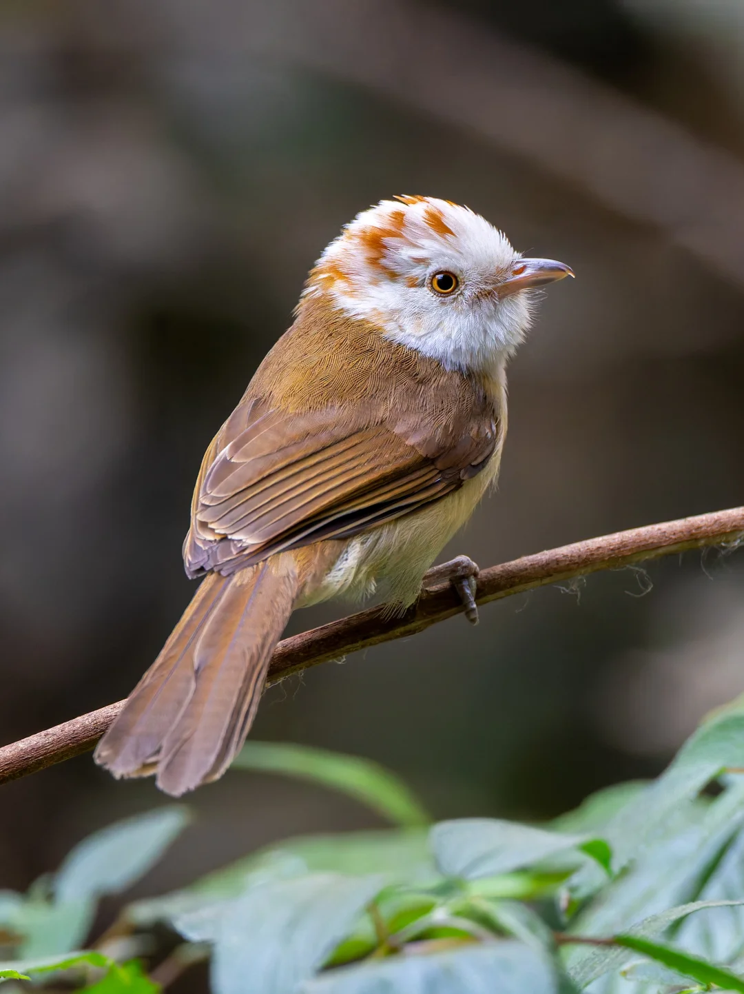 白头鵙鹛像是穿白色连帽卫衣