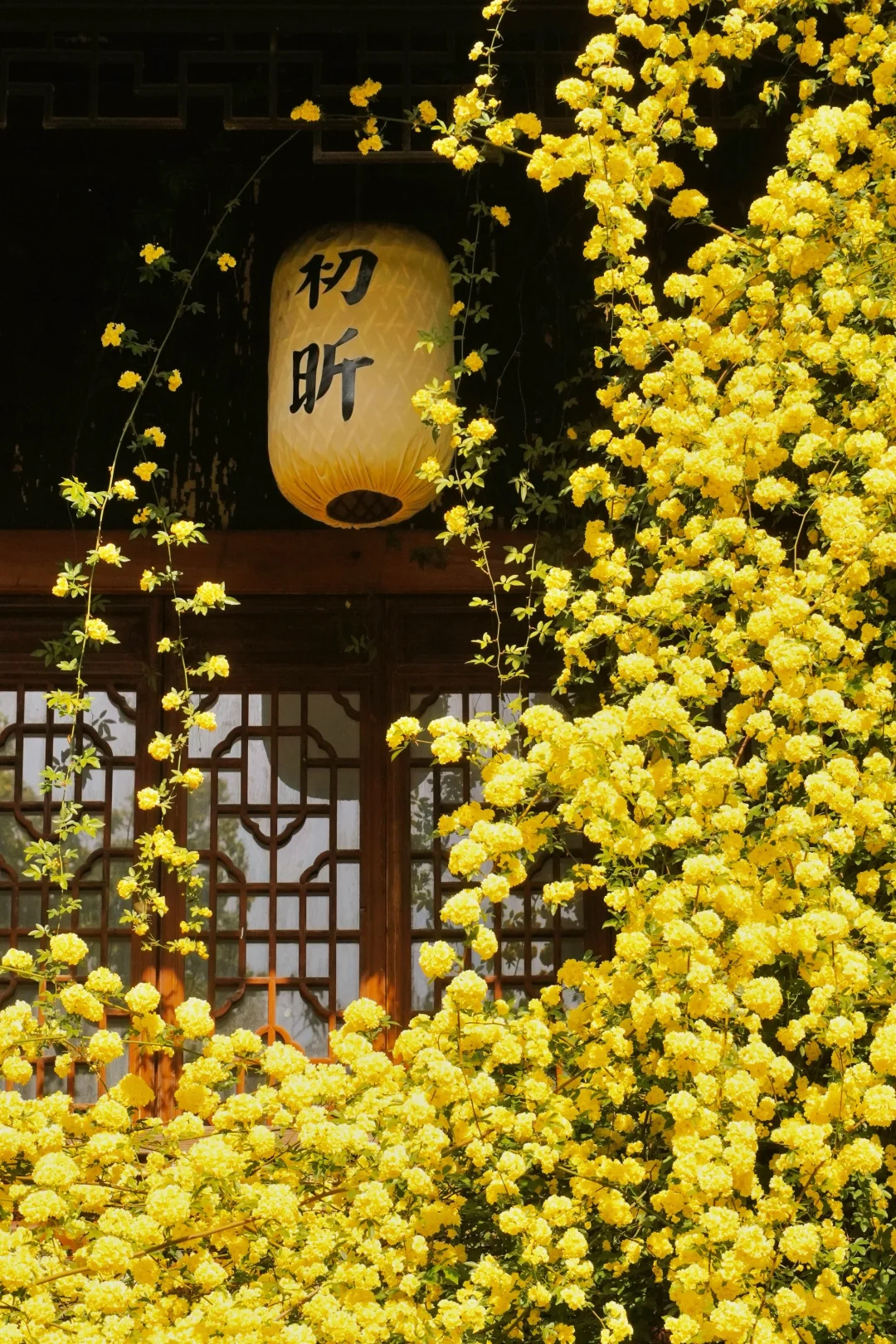 四月来苏州🌼别错过春日赏花机位路线‼️