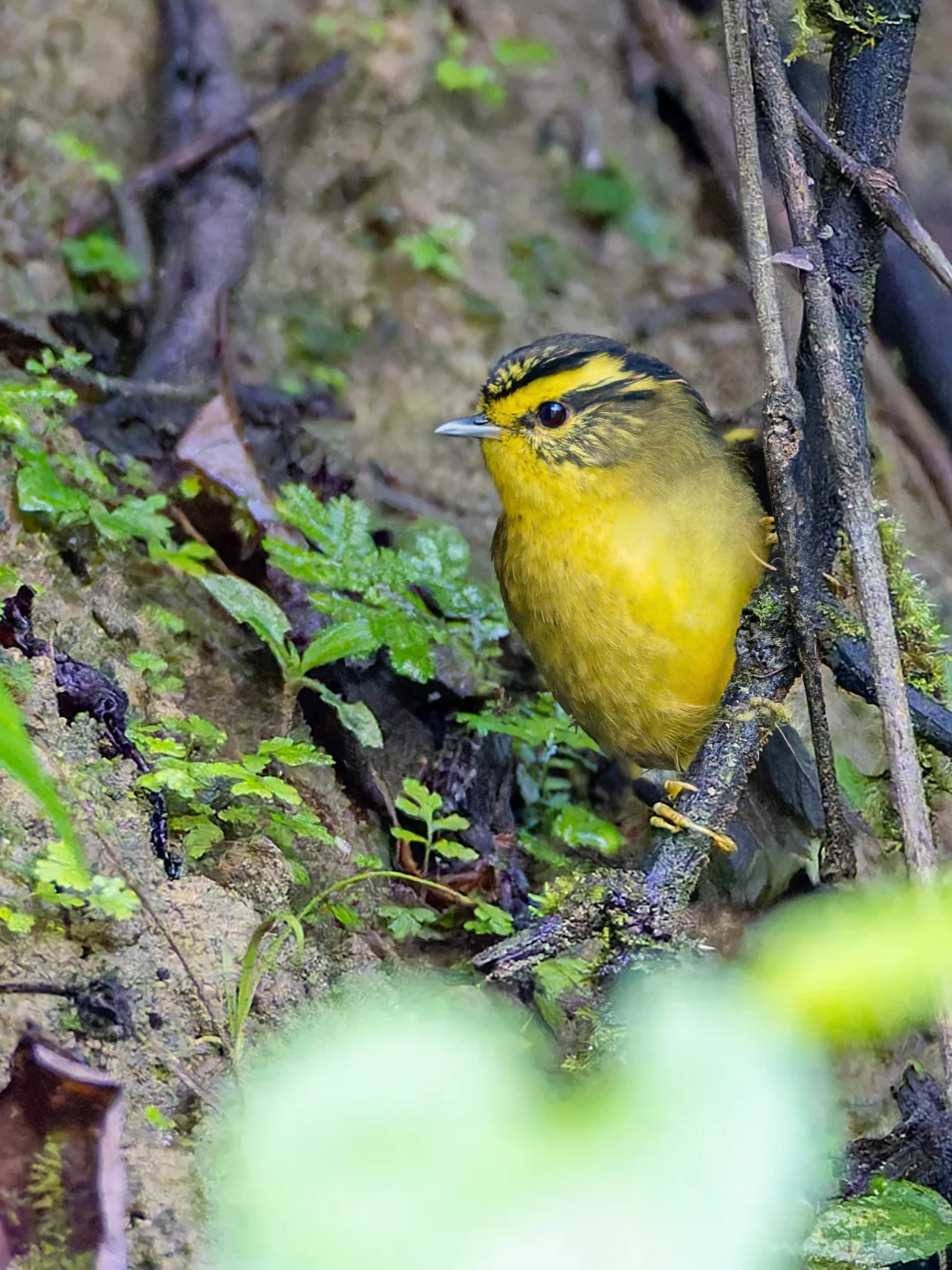 黄喉雀鹛：让我找找你在哪里