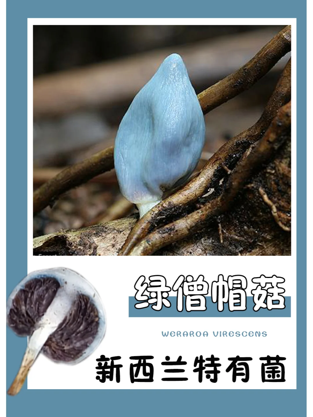 全身蓝色，却叫绿菇？到底是蓝色还是绿色？