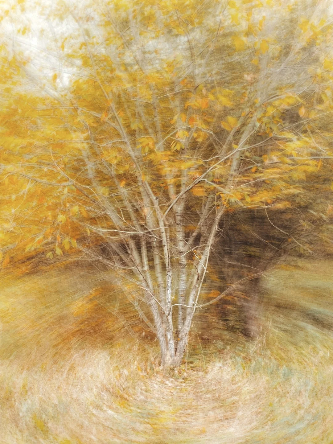 寻找同样喜欢拍树的人