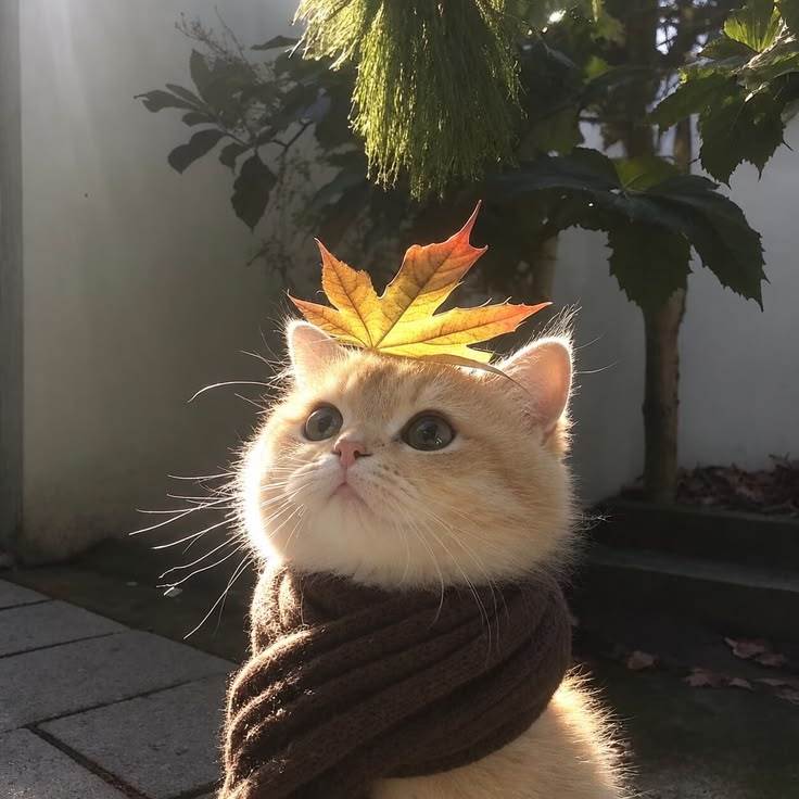 🐈 🍁 ​