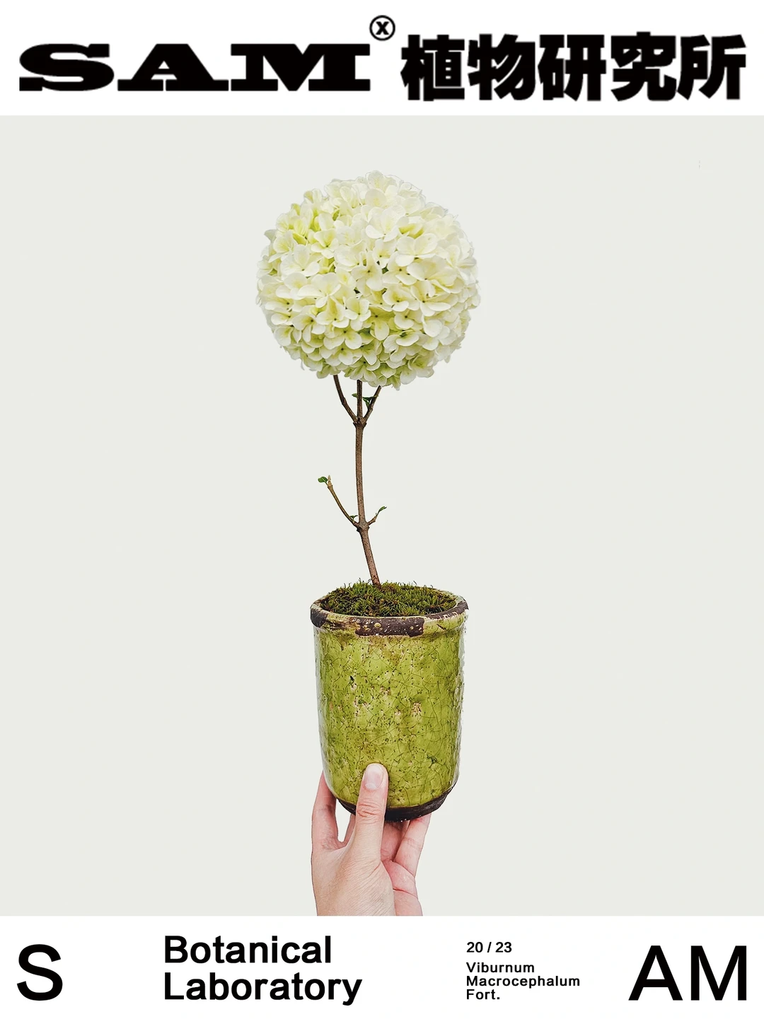 中华木绣球｜Viburnum Macrocephalum Fortun