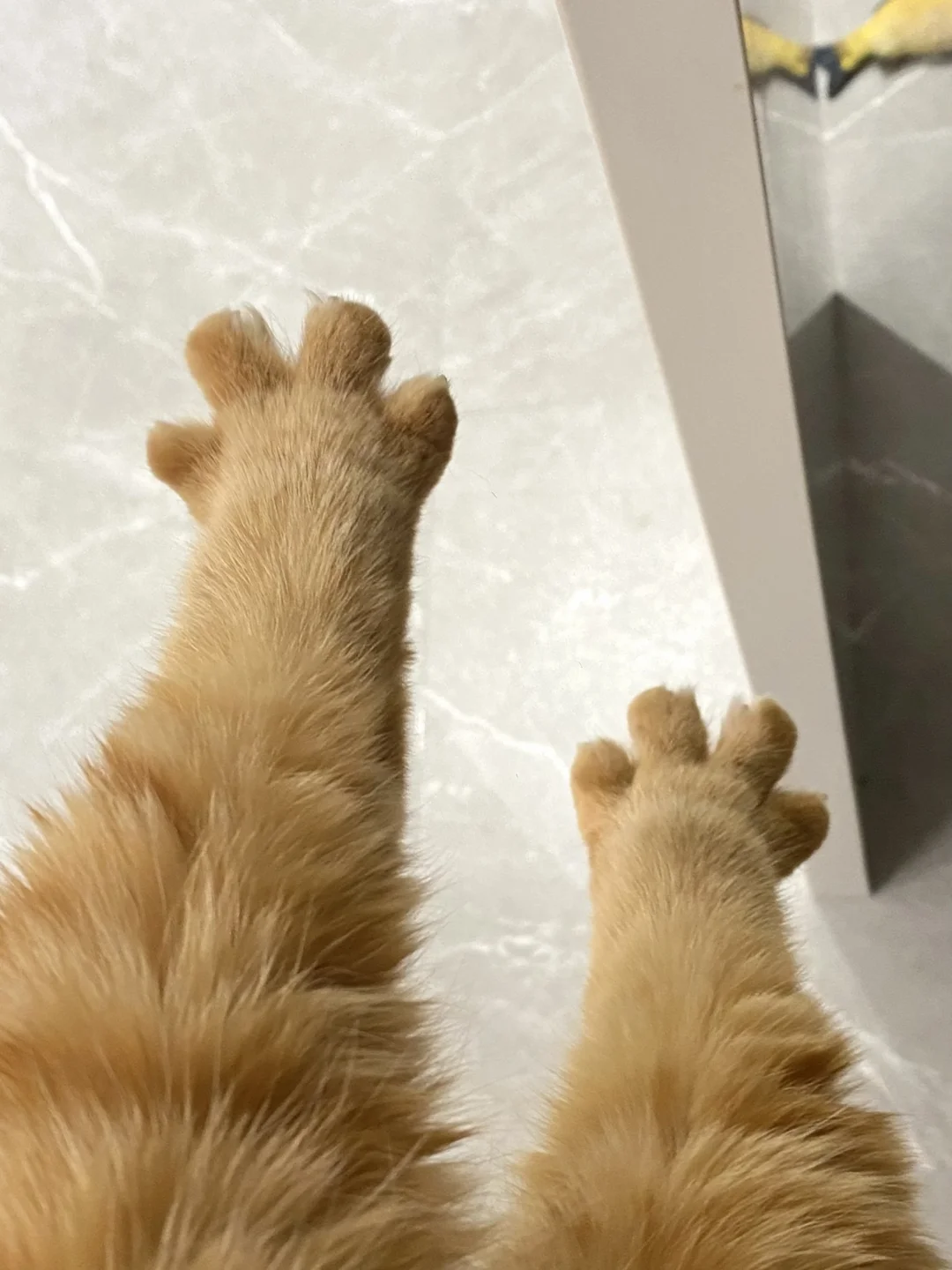 此乃萌物🐾