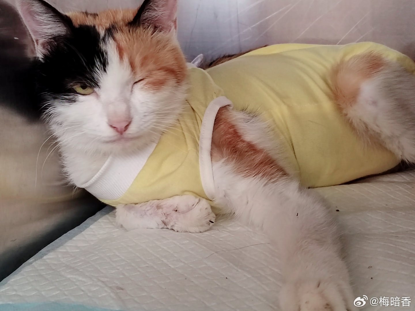 今天的刘小花，漂亮呀。[亲亲][亲亲]#流浪猫tnr绝育##关爱流浪动物# ​