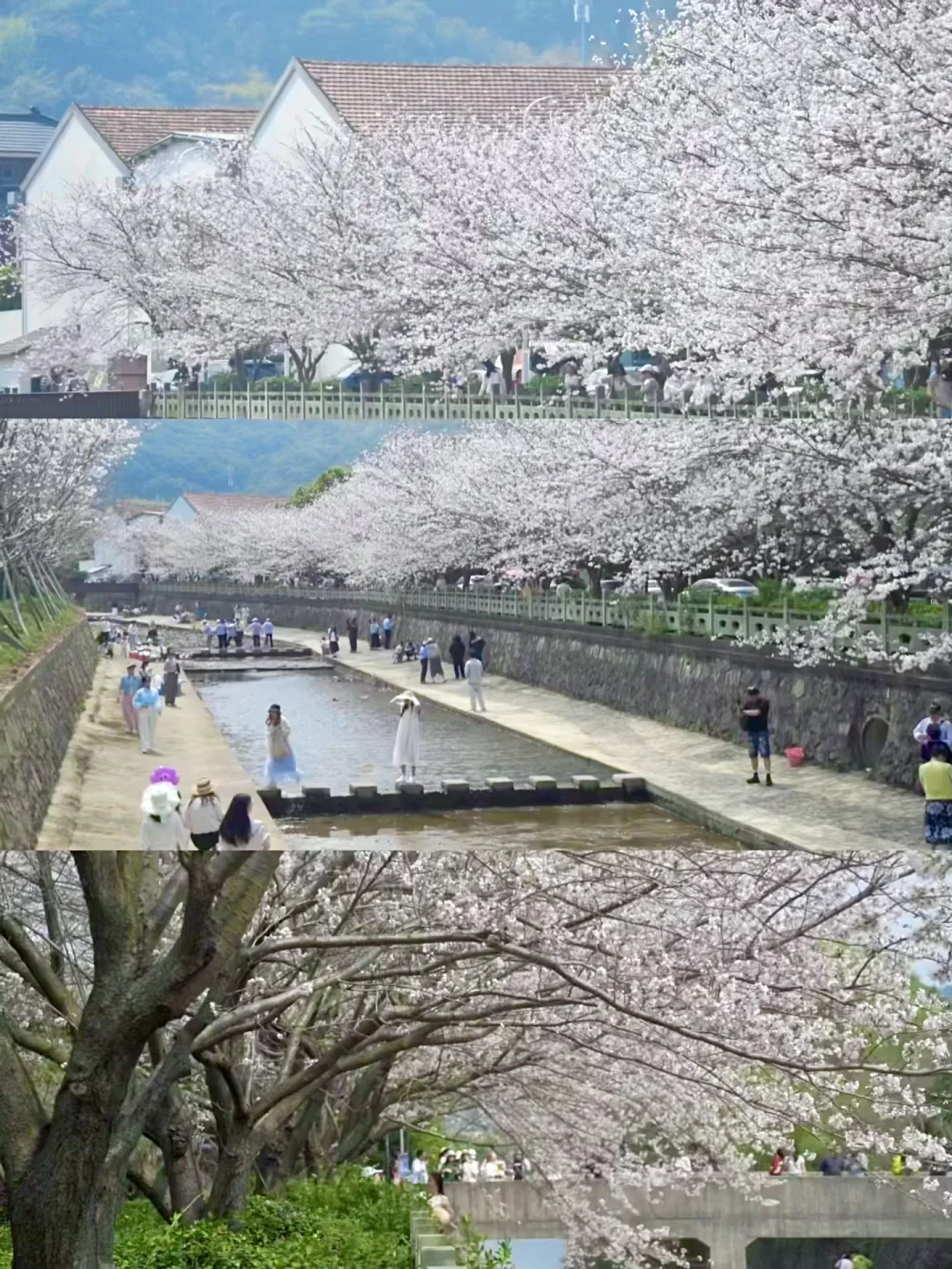 还去什么日本，宁波也有同款目黑川🌸