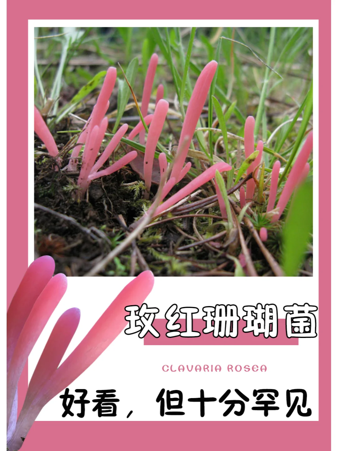 可爱又好看，可惜已经濒危了