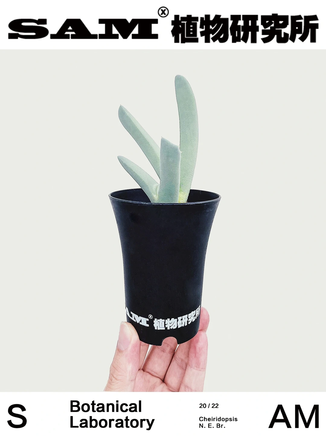 傻子与白痴｜Cheiridopsis Denticulate