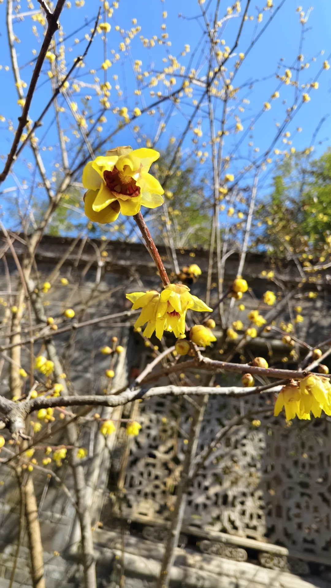 南宋石刻公园腊梅已开