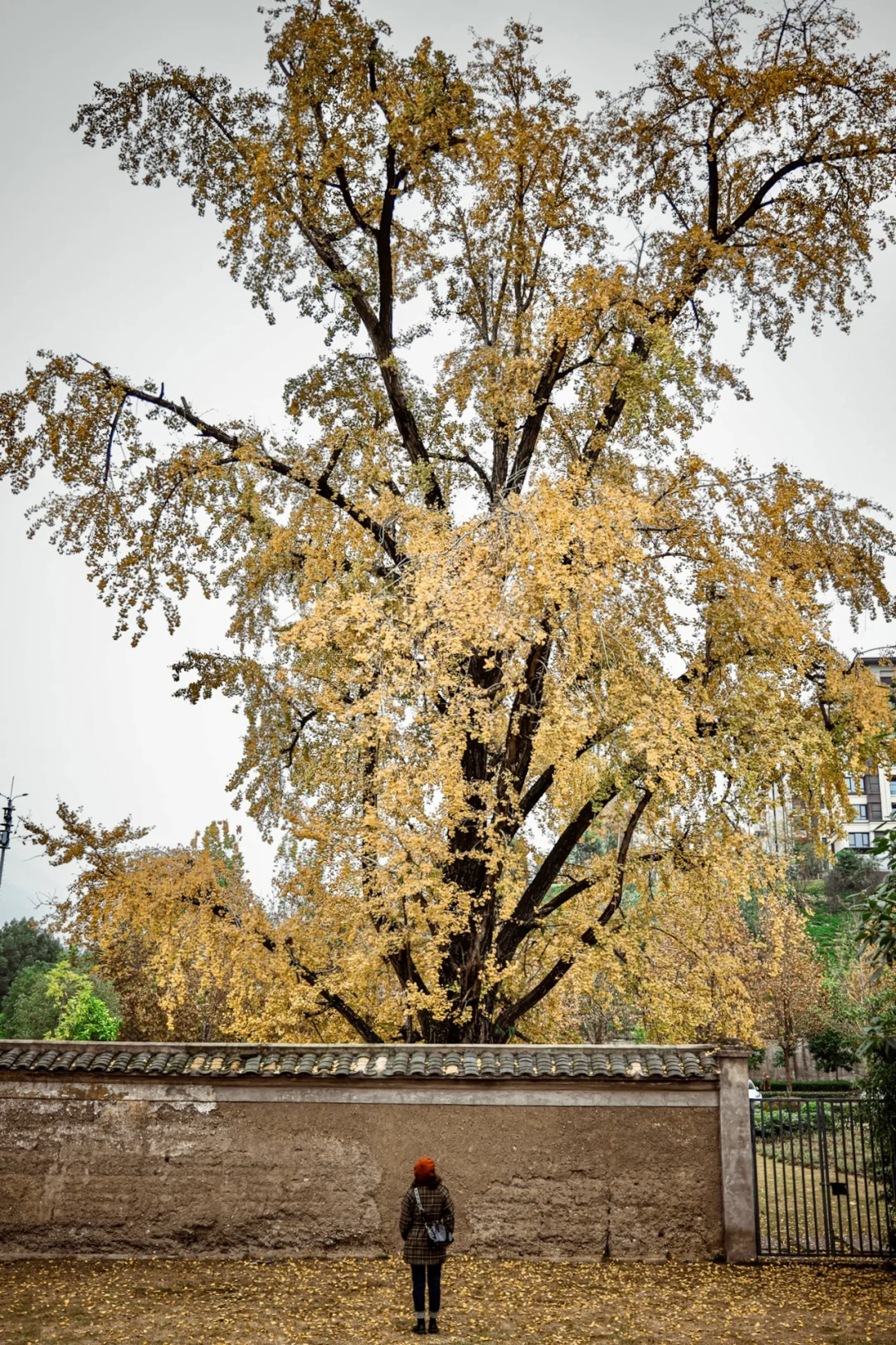 举人楼银杏🔥快去看，错过等明年🌈❤️