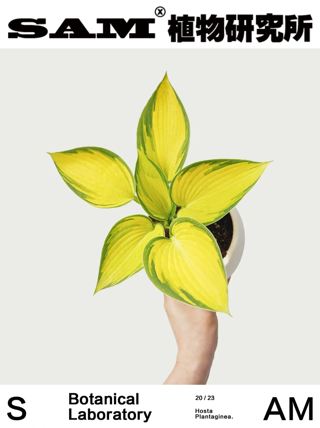 六月玉簪｜Hosta Cathayana June