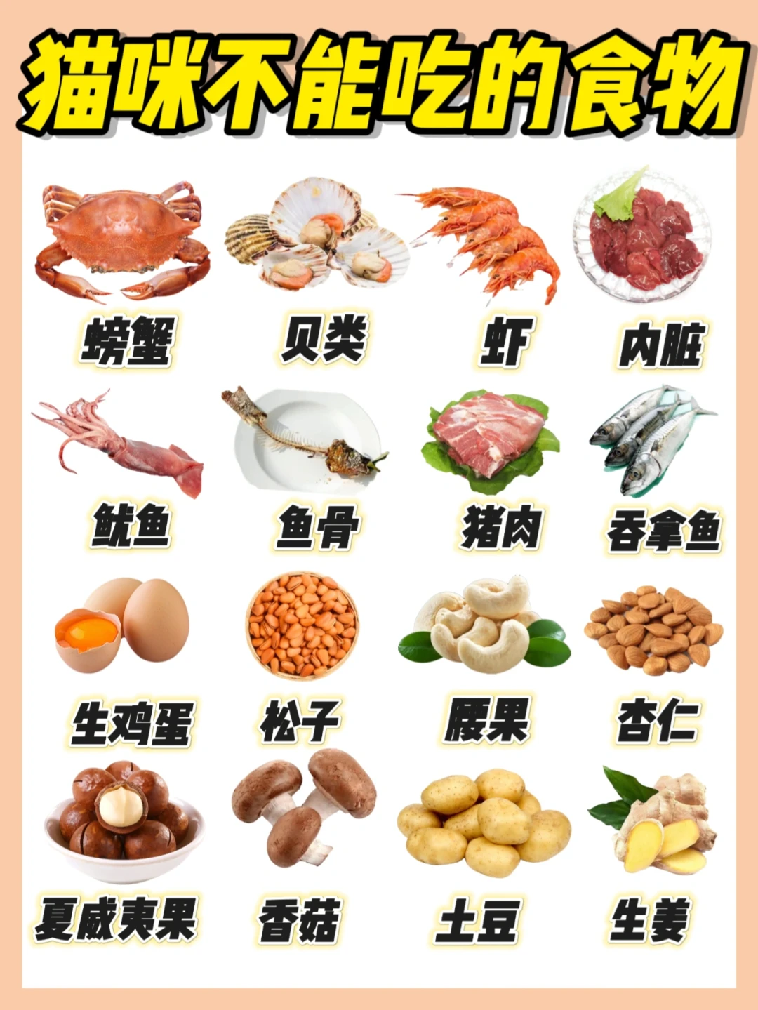 猫咪不能吃这些❗️铲屎官们请注意⚠️