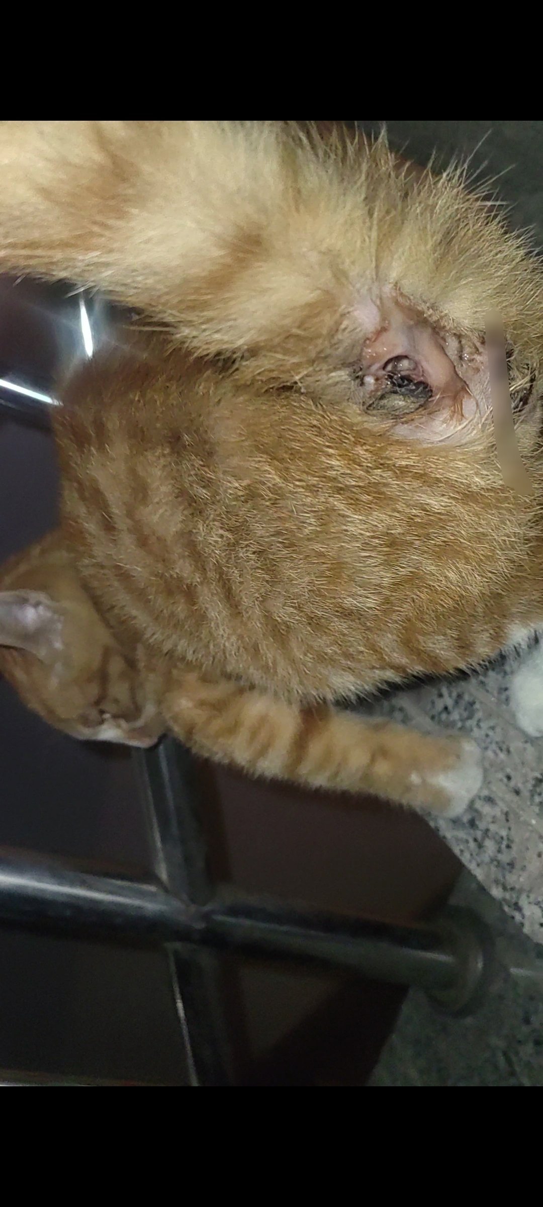 #流浪动物救助[超话]# 求助 这是我们小区里面的猫，这个尾巴后面是怎么回事？ ​