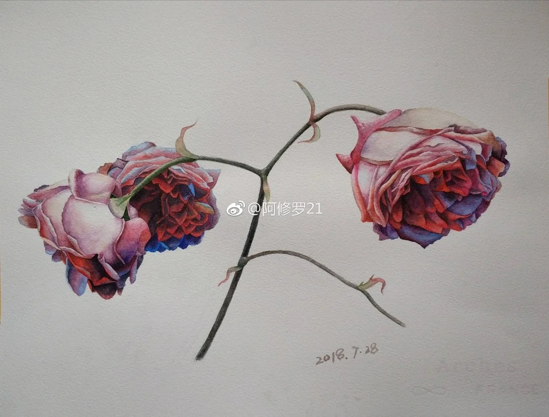 临摹黄有维老师的奥斯汀玫瑰