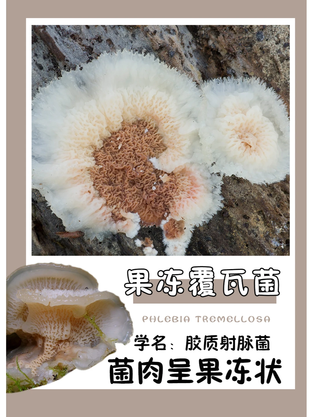 QQ弹弹的，手感一定很好~