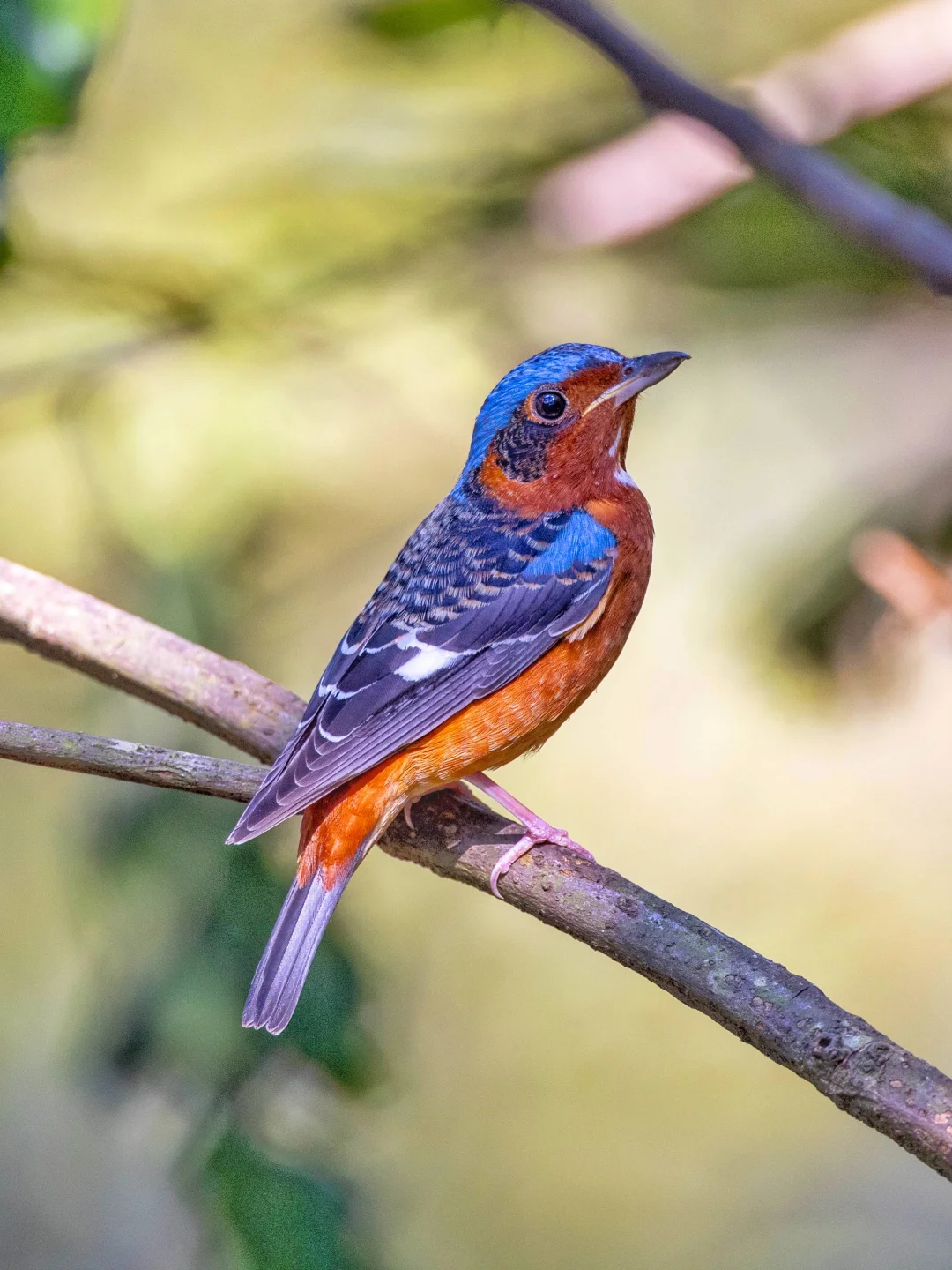 白喉矶鸫的蓝橙配色